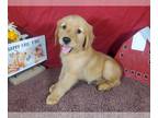 Golden Retriever PUPPY FOR SALE ADN-828285 - AKC Red golden retrievers