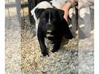 American Bulldog PUPPY FOR SALE ADN-828164 - American Bulldog Puppies