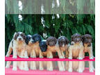 Newfypoo PUPPY FOR SALE ADN-828099 - Darling Litter Of Newfypoo Puppies