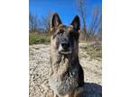 Adopt Griffin a Black - with Tan, Yellow or Fawn German Shepherd Dog / Mixed dog