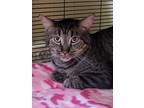 Adopt Sarang a Domestic Shorthair / Mixed (short coat) cat in Cedar Rapids