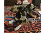 Adopt Brady a Black - with White Shepherd (Unknown Type) dog in Colorado