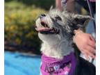 Adopt Piper a Black - with White Jack Russell Terrier / Mixed Breed (Medium) dog