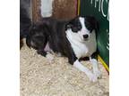 Adopt Katie a Black - with White Mountain Cur / Mixed dog in Poland