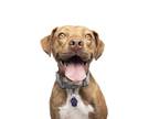 Adopt Ember a Brindle Hound (Unknown Type) / Vizsla dog in Denver, CO (38013286)