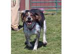 Adopt Gator a Black - with Gray or Silver Beagle / Mixed dog in Vallonia