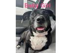Adopt BABY a Black - with White Labrador Retriever / Basset Hound / Mixed dog in