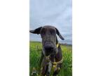 Adopt Bucky a Great Dane / Mixed dog in Bullard, TX (37922708)