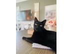 Adopt Senna a All Black Domestic Shorthair (short coat) cat in Great Falls