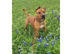 Adopt Tex a Red/Golden/Orange/Chestnut Mastiff / Redbone Coonhound / Mixed dog