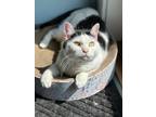 Adopt PK (aka Kitty) a Domestic Shorthair / Mixed (short coat) cat in