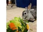 Adopt Karma a Chinchilla Chinchilla, American / Mixed (short coat) rabbit in