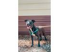 Adopt Marie a Black - with White Mixed Breed (Large) / Pit Bull Terrier / Mixed