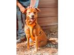 Adopt Ginger a Red/Golden/Orange/Chestnut Mixed Breed (Medium) / Mixed dog in