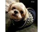 Adopt Mindy a Tan/Yellow/Fawn Shih Tzu / Mixed dog in Saint Mary's
