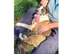 Adopt Meshach a Brown/Chocolate - with White Australian Shepherd / Blue Heeler /