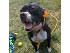 Adopt Gamble-Sponsored a Boxer / American Staffordshire Terrier / Mixed dog in