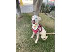 Adopt Charlotte a Tricolor (Tan/Brown & Black & White) Labrador Retriever /