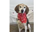 Adopt Wrigley a Tricolor (Tan/Brown & Black & White) Foxhound / Mixed dog in