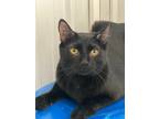 Adopt Onyx a Domestic Shorthair / Mixed (short coat) cat in Hartford City