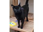 Adopt Jill a Domestic Shorthair / Mixed (short coat) cat in Cedar Rapids