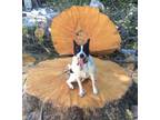 Adopt GEORGE a White - with Black Blue Heeler / Border Collie / Mixed dog in