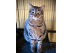 Adopt Kimmie a Domestic Shorthair / Mixed cat in East Greenville, PA (37856651)