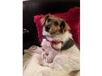 Adopt Friday a Tricolor (Tan/Brown & Black & White) Dachshund / Mixed dog in