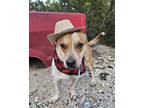 Adopt Tino a White - with Red, Golden, Orange or Chestnut Corgi / Mixed dog in