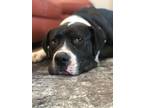 Adopt Hank a Black - with White American Staffordshire Terrier / Mixed dog in