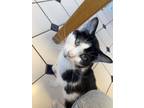 Adopt Hook a Domestic Shorthair / Mixed (short coat) cat in Portland