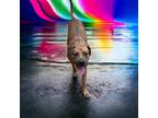 Adopt Lincoln a Brown/Chocolate Hound (Unknown Type) / Mixed dog in Johnston