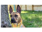 Adopt Aquarius a Brindle Hound (Unknown Type) / Mixed Breed (Medium) dog in