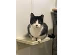 Adopt Peppermint a Domestic Shorthair / Mixed (short coat) cat in Meriden