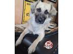 Adopt Swiffer aka Mop a Black - with Tan, Yellow or Fawn Mixed Breed (Medium) /