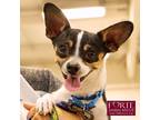 Adopt Chico II a Tricolor (Tan/Brown & Black & White) Toy Fox Terrier / Rat