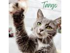 Adopt Tango a Gray or Blue (Mostly) Domestic Shorthair (short coat) cat in