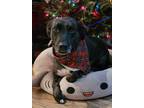 Adopt Cookie a Merle Catahoula Leopard Dog / Labrador Retriever / Mixed dog in