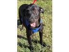 Adopt Princess a Black Mixed Breed (Medium) / Labrador Retriever / Mixed dog in