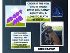 Adopt Cocoa Pup a Brown/Chocolate Mixed Breed (Medium) / Mixed dog in Mt Vernon