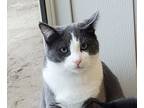 Adopt Stormi a Gray or Blue (Mostly) Domestic Shorthair / Mixed (short coat) cat