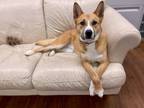 Adopt Averie a Tan/Yellow/Fawn - with White Husky / Mixed dog in Lake Odessa