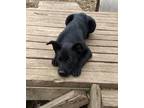 Adopt Lincoln a Black Border Collie / Mixed Breed (Medium) / Mixed dog in