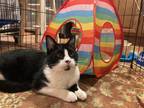 Adopt Joy a Black & White or Tuxedo Domestic Shorthair (short coat) cat in