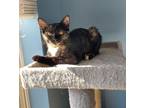 Adopt Eleven a Black (Mostly) Domestic Shorthair / Mixed (short coat) cat in