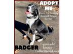 Adopt Badger a Black - with White Border Collie / Coonhound / Mixed dog in