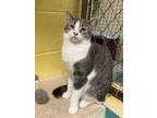 Adopt Truffle a Gray, Blue or Silver Tabby Domestic Shorthair (short coat) cat