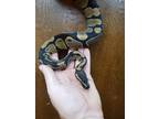 Adopt Gum Ball Jin a Snake reptile, amphibian, and/or fish in Vista