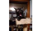 Adopt Cleopatra a Tortoiseshell Domestic Longhair (long coat) cat in Lowell