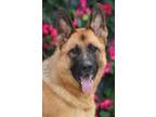 Adopt Ada von Aichach a Black - with Tan, Yellow or Fawn German Shepherd Dog /
